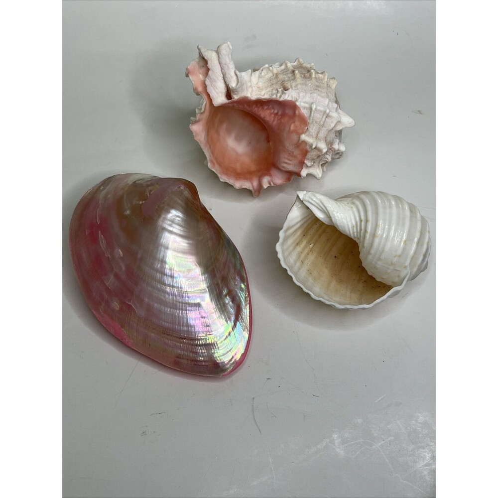 EUC Seashells Lot Tonna dolium TUN SNAIL Pink Fresh clam Iridescent Murex Shell